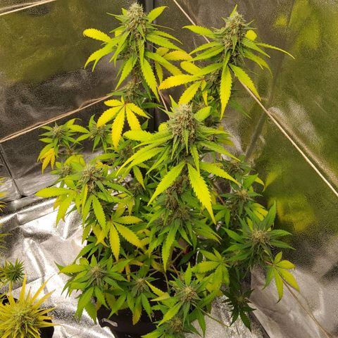 Auto Bruce Banner growlog timeline photo