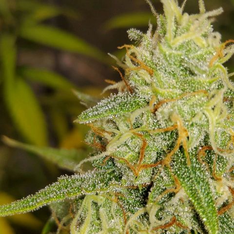 Auto Bruce Banner growlog timeline photo