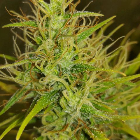 Girl Scout Cookies Fem. growlog timeline photo
