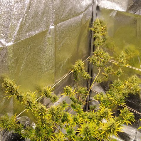 Girl Scout Cookies Fem. growlog timeline photo