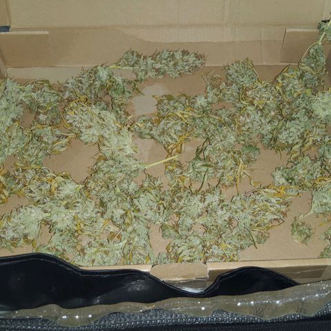 Jackpot Auto growlog timeline photo