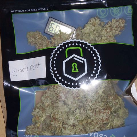 Jackpot Auto growlog timeline photo