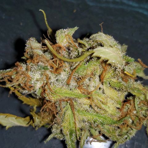 Jackpot Auto growlog timeline photo