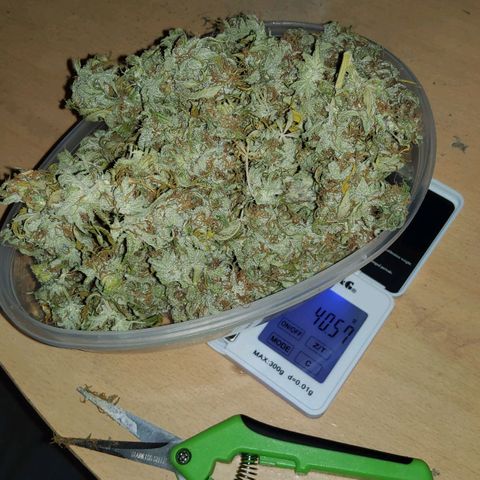 Jackpot Auto growlog timeline photo