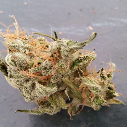 Jackpot Auto growlog timeline photo