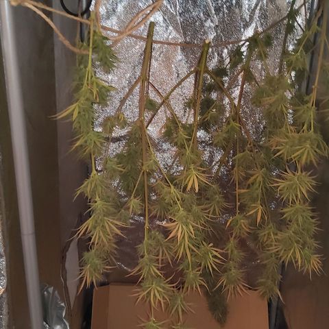 Girl Scout Cookies Fem. growlog timeline photo
