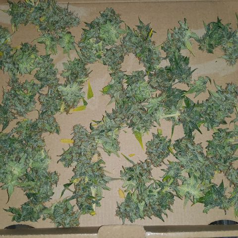 Auto Bruce Banner growlog timeline photo