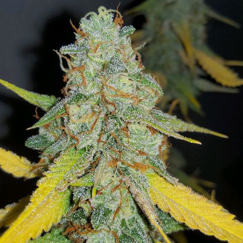 Auto Bruce Banner growlog timeline photo