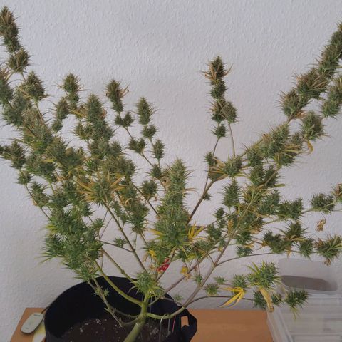 Girl Scout Cookies Fem. growlog timeline photo