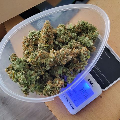 Auto Bruce Banner growlog timeline photo
