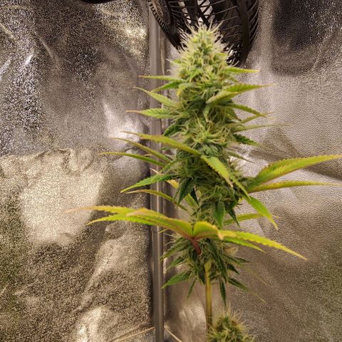 Gorilla Glue #4 growlog timeline photo