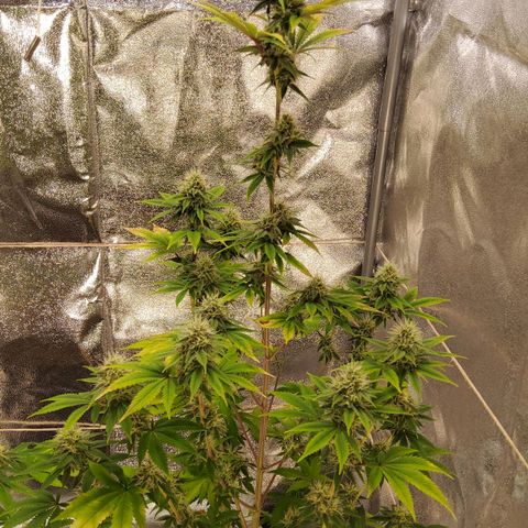 Gorilla Glue #4 growlog timeline photo
