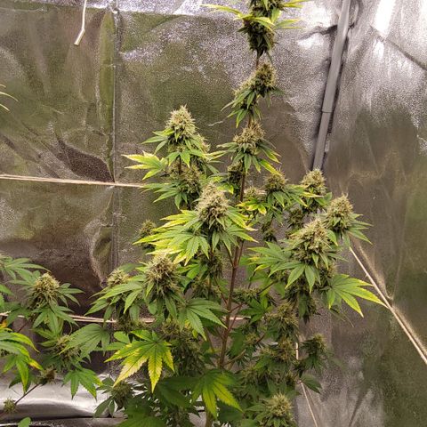 Gorilla Glue #4 growlog timeline photo