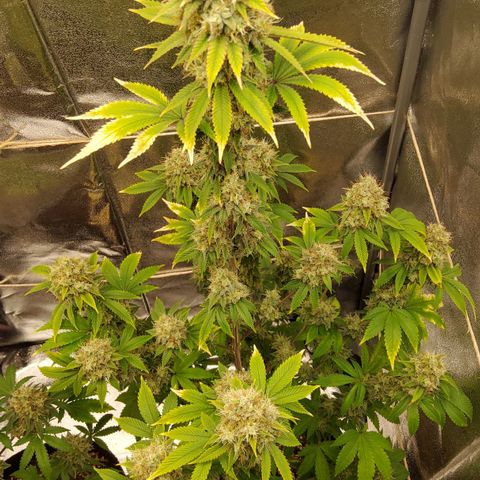 Gorilla Glue #4 growlog timeline photo