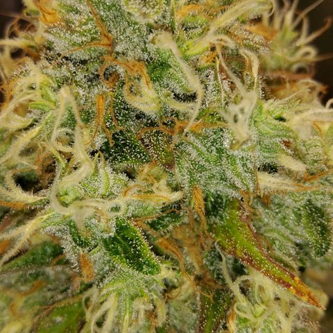 Gorilla Glue #4 growlog timeline photo