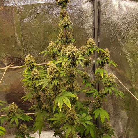 Gorilla Glue #4 growlog timeline photo