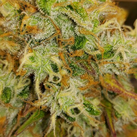 Gorilla Glue #4 growlog timeline photo