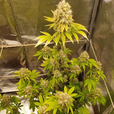 Gorilla Glue #4 growlog timeline photo