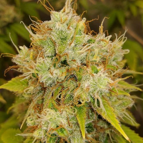 Gorilla Glue #4 growlog timeline photo