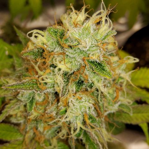Gorilla Glue #4 growlog timeline photo
