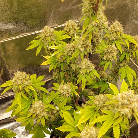 Gorilla Glue #4 growlog timeline photo