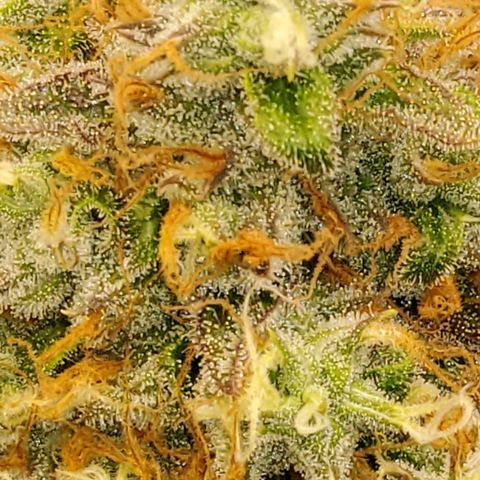 Gorilla Glue #4 growlog timeline photo