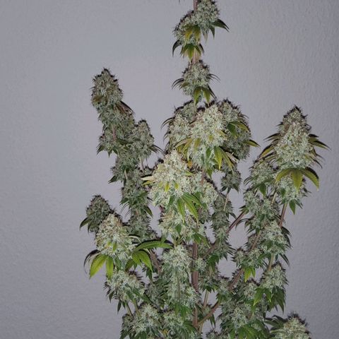 Gorilla Glue #4 growlog timeline photo