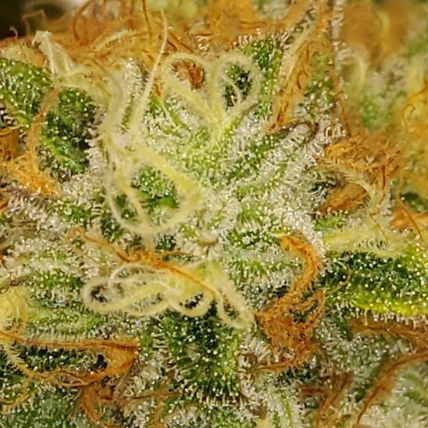 Gorilla Glue #4 growlog timeline photo