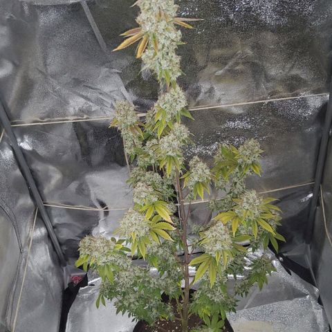 Gorilla Glue #4 growlog timeline photo