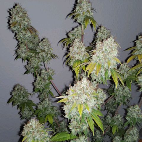 Gorilla Glue #4 growlog timeline photo