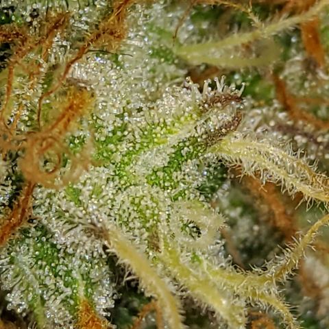 Gorilla Glue #4 growlog timeline photo