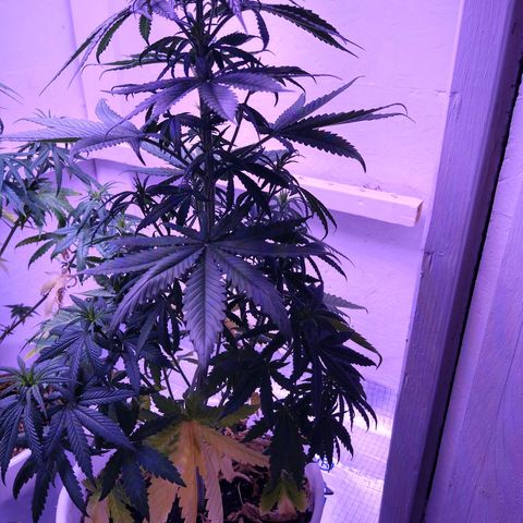 Critical 3 growlog timeline photo