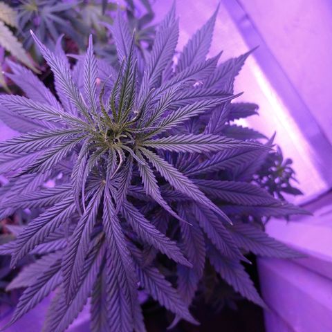 Critical 3 growlog timeline photo