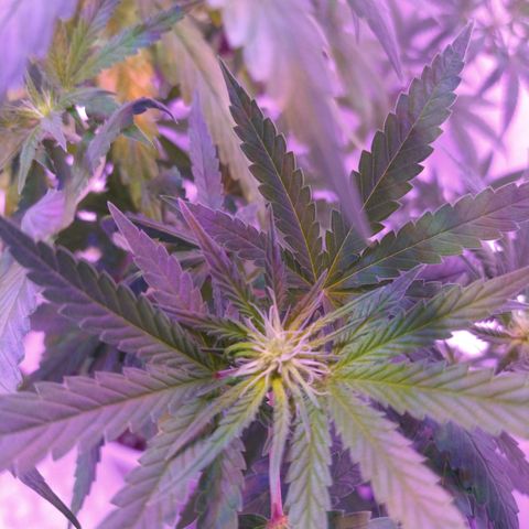 Critical 3 growlog photo: Flowering 