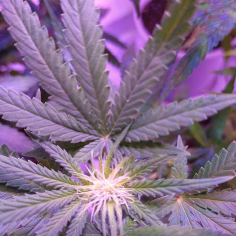 Critical 3 growlog photo: Flowering 