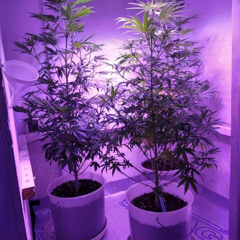 Critical 3 growlog photo: Flowering 