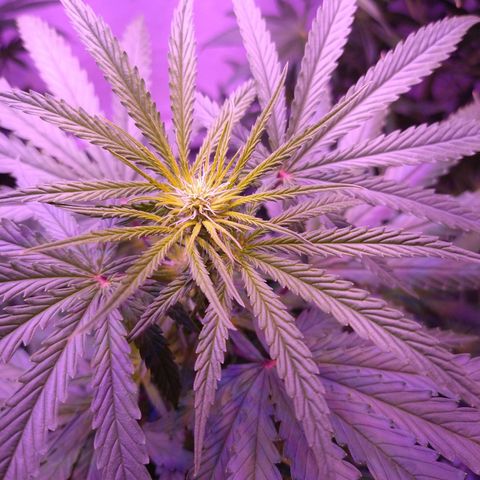 Critical 3 growlog photo: Flowering 
