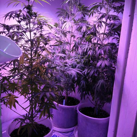 Critical 3 growlog timeline photo