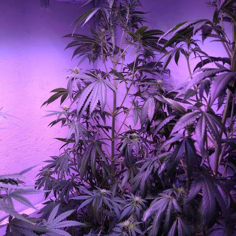 Critical 3 growlog timeline photo