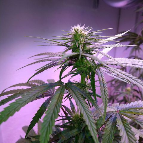Critical 3 growlog timeline photo