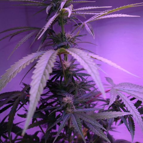 Critical 3 growlog timeline photo