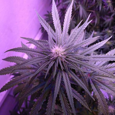 Critical 3 growlog timeline photo
