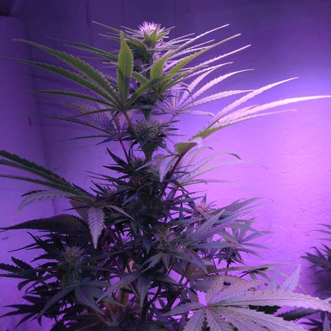 Critical 3 growlog timeline photo