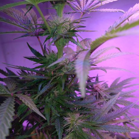 Critical 3 growlog timeline photo