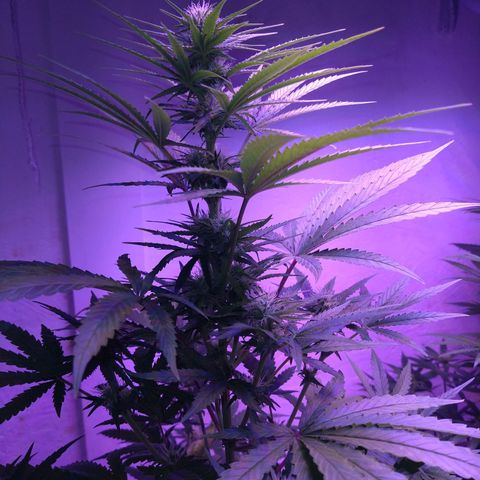 Critical 3 growlog timeline photo