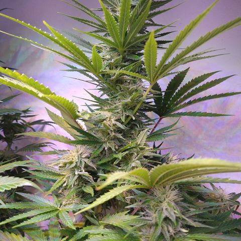 Critical 3 growlog timeline photo
