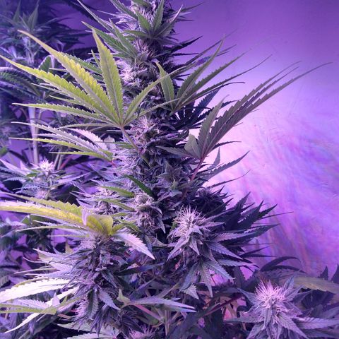 Critical 3 growlog timeline photo