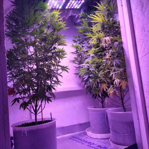Critical 3 growlog timeline photo