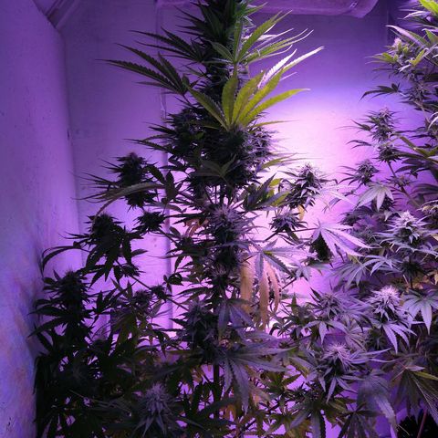 Critical 3 growlog timeline photo