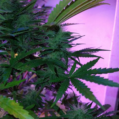 Critical 3 growlog timeline photo